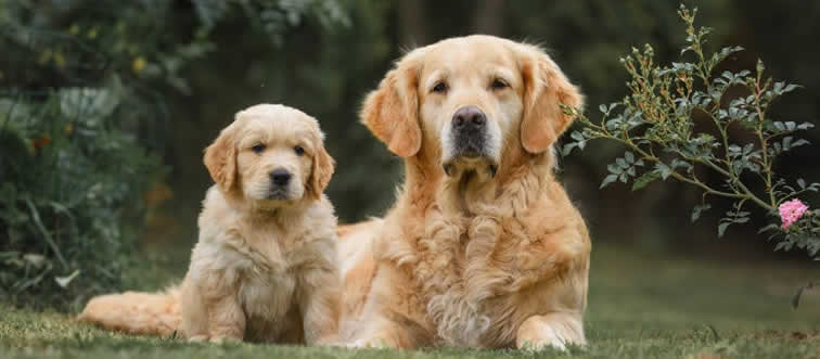 Let's talk about chic pet care: which of these everyday kitchen treats is secretly a hazard for your pup?