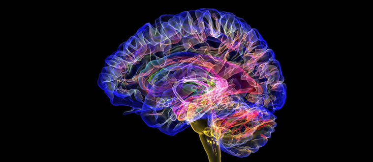 Think of it as nature's ultimate protective headpiece—which structure keeps the brain safe from outside impact?