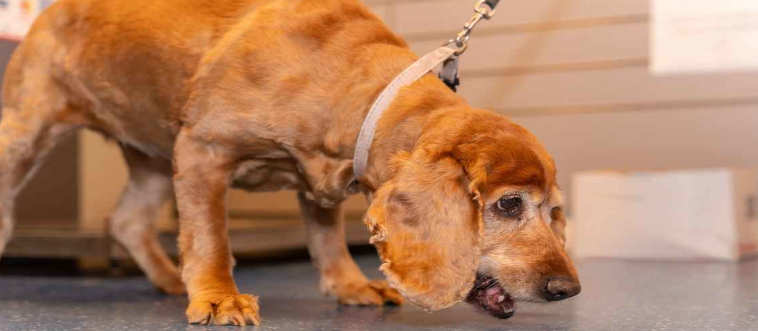 When your pup's day is disrupted by frequent, repeated vomiting, what is the ultimate style of response?