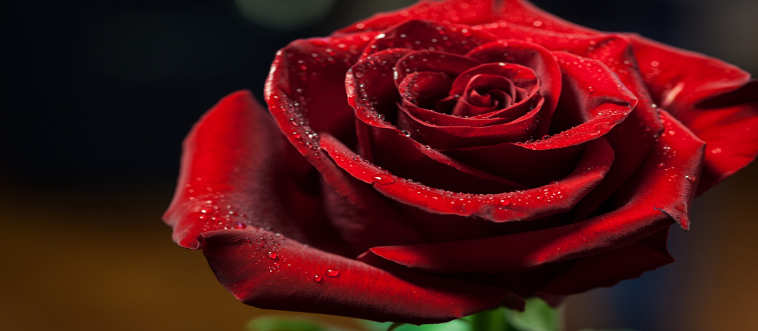 Can you identify this timeless floral beauty?