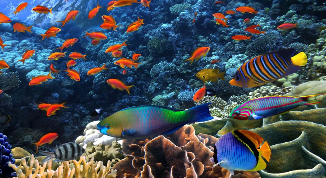 Nature loves a signature twist: in which aquatic species does the male take on the entire pregnancy journey?