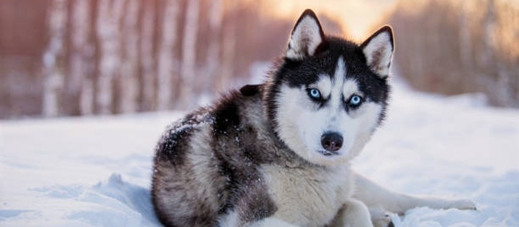 This striking northern profile features a plush double coat, sharp triangular ears, and piercing, ice-blue or heterochromatic eyes. Which classic sled-puller owns this dramatic aesthetic?